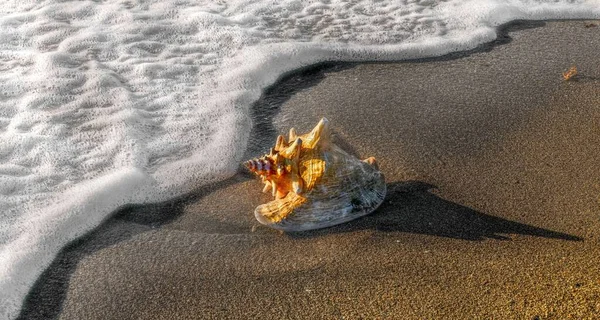 Крупним Планом Знімок Черепашки Піску Поруч Пінистими Океанськими Хвилями — стокове фото