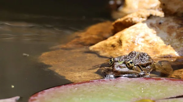 Närbild Marsh Groda Blötläggning Vattendamm Solig Dag — Stockfoto