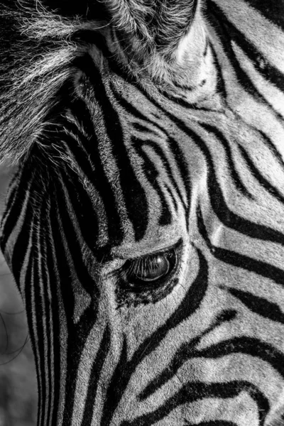 Zdjęcie Bliska Głowy Zebry — Zdjęcie stockowe