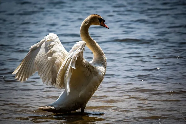 Primer Plano Hermoso Cisne Mudo Aleteando Alas Cygnus Olor — Foto de Stock