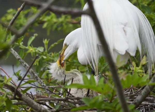 Eine Nahaufnahme Von Mutter Silberreiher Vogel Der Sein Küken Nest — Stockfoto