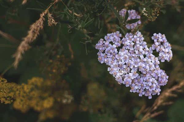 Eine Nahaufnahme Einer Hellvioletten Schafgarbenblüte Verschwommene Pflanzenteile — Stockfoto