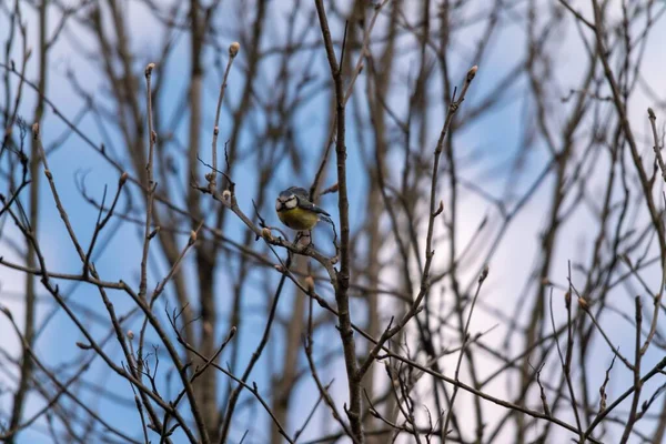 Eurasian Blue Tit Sitting Branch Leafless Tree — Stockfoto