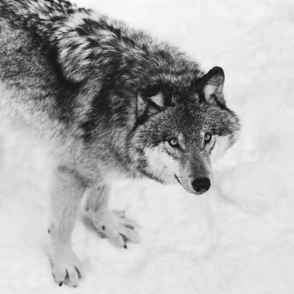 A beautiful black and white wolf standing in the snow
