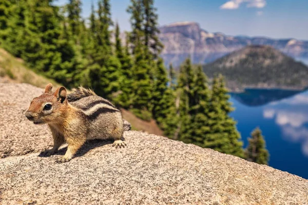 Ein Entzückendes Streifenhörnchen Auf Der Spitze Des Steinzauns Mit Blick — Stockfoto
