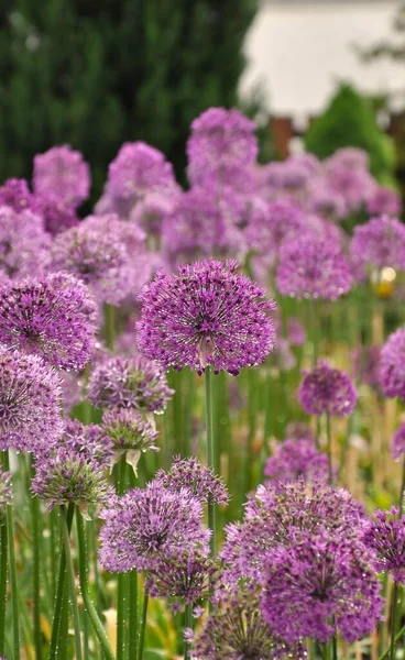 Pionowe Ujęcie Purpurowych Kwiatów Kwitnących Ogrodzie — Zdjęcie stockowe