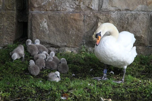 Mère Canard Petits Canetons Mignons Debout Extérieur Dans Lumière Jour — Photo