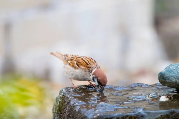 Selective Focus Shot House Sparrow Passer Domesticus Drinking Water — Stock Photo, Image