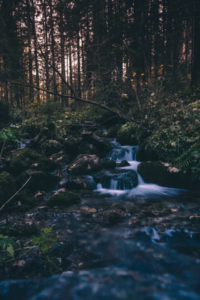 Una Piccola Cascata Acqua Una Fitta Foresta — Foto Stock