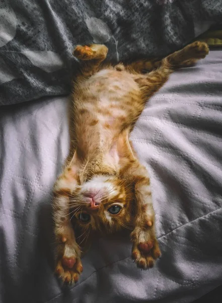 Cat Lying Bed Stretching — Stock Photo, Image