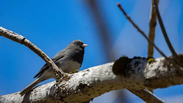 青い空に対して木の枝にかわいい暗い目のジュンコの鳥の低角度の閉鎖 — ストック写真