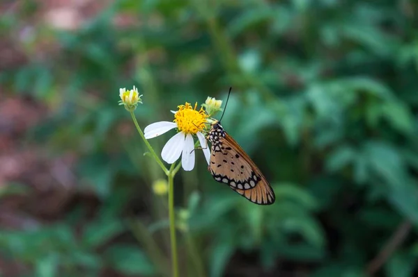 Pillangó Acraea Terpsicore Ült Egy Virág Bidens Pilosa Természet Fotózás — Stock Fotó