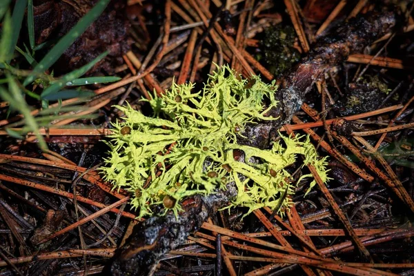 Oregon Yeşil Bir Liken Manzarası — Stok fotoğraf