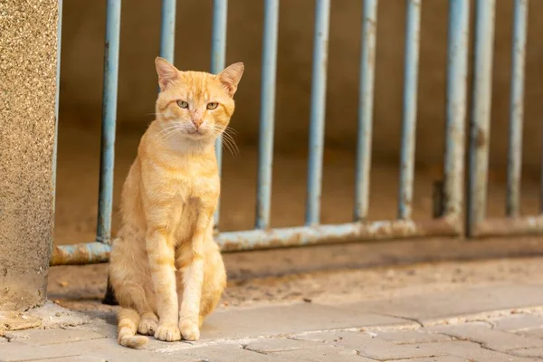 Les Chats Rue Dans Environnement Urbain — Photo