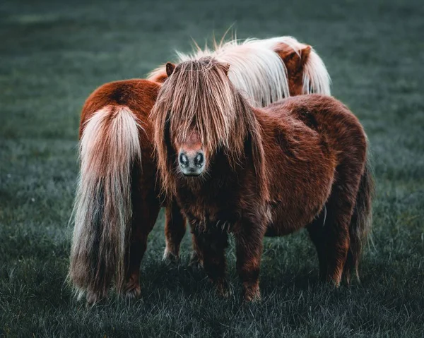 田舎の芝生広場で可愛い茶色のミニチュア馬2頭のクローズアップショット — ストック写真