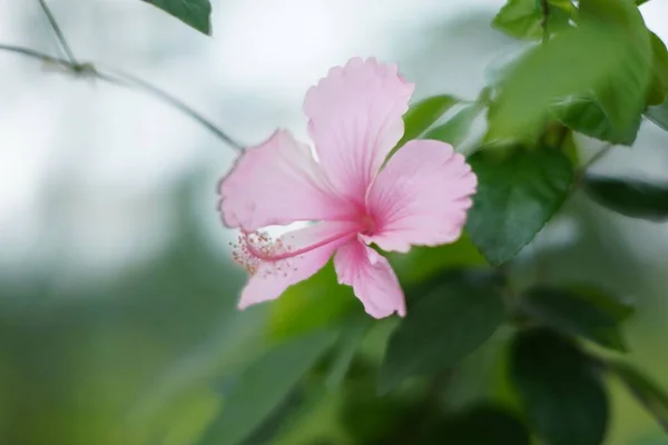 Primer Plano Una Hermosa Flor Rosa Hibiscus Una Rama Con — Foto de Stock
