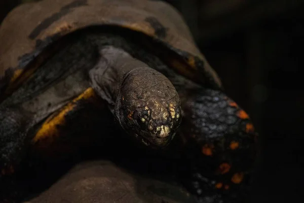 Eine Nahaufnahme Einer Niedlichen Rotfußschildkröte Freier Wildbahn — Stockfoto