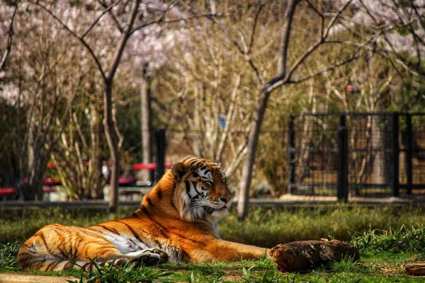 Kilátás Egy Bengáli Tigris Pihen Füvön Egy Napsütéses Napon Állatkertben — Stock Fotó