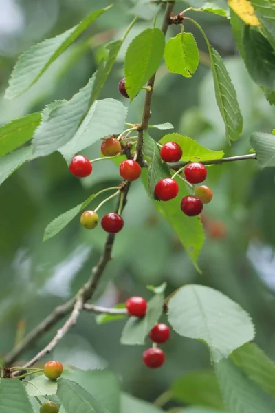 Primer Plano Una Rama Cerezo Jardín Día Soleado — Foto de Stock