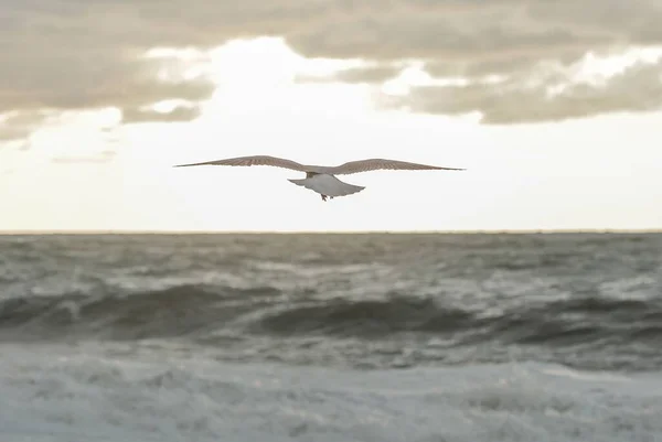 在多云的天空下 一只海鸥张开翅膀在不断移动的海浪中飞翔 这是一张特写镜头 — 图库照片