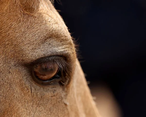 Nahaufnahme Eines Pferdeauges Das Die Kamera Blickt — Stockfoto