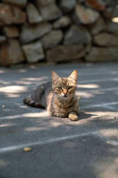 Gato Rayas Acostado Mirando Cámara Con Los Ojos Abiertos — Foto de Stock