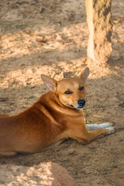 Tiro Vertical Cão Vadio Marrom Olhando Diretamente Para Câmera — Fotografia de Stock