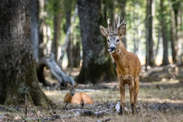 雷鹿在森林中的浅浅的焦距镜头 — 图库照片