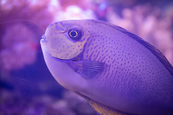 Sebuah Gambar Close Dari Ikan Eksotis Akuarium Dengan Karang Latar — Stok Foto