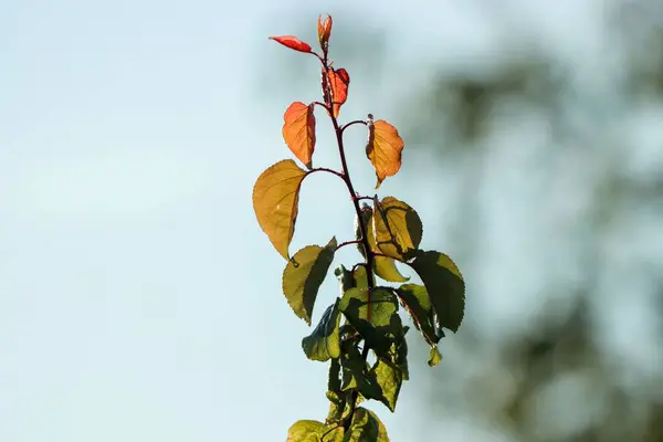 Closeup Branch Green Leaves Blurred Background — 图库照片