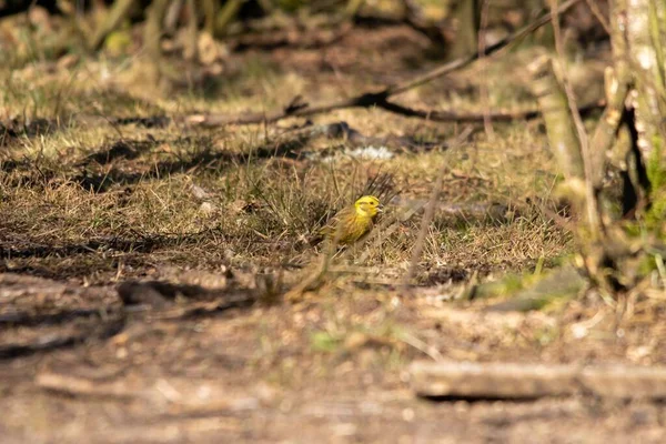 Selettivo Giallastro Emberiza Citrinella — Foto Stock