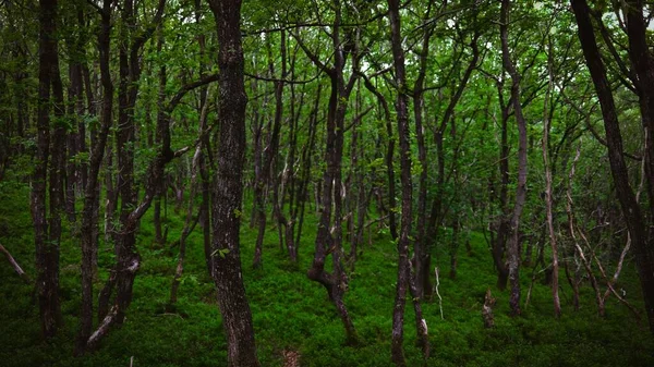 Floresta Verde Com Vegetação Densa — Fotografia de Stock