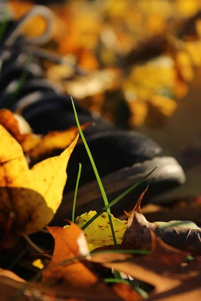 Ένα Επιλεκτικό Πεσμένο Φθινοπωρινό Φύλλο Κοντά Μαύρο Παπούτσι — Φωτογραφία Αρχείου
