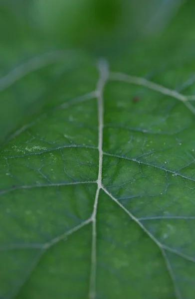 背景がぼやけている緑の葉の質感の垂直ショット — ストック写真