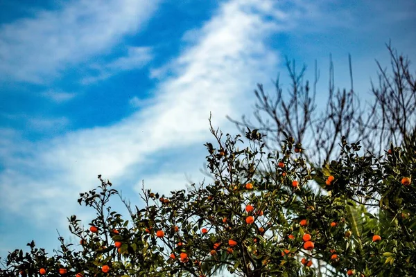 Nízkoúhlý Záběr Oranžového Stromu Modrou Oblohou Mraky Pozadí — Stock fotografie