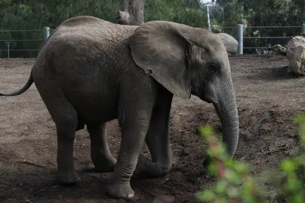 Une Vue Éléphant Dans Zoo — Photo