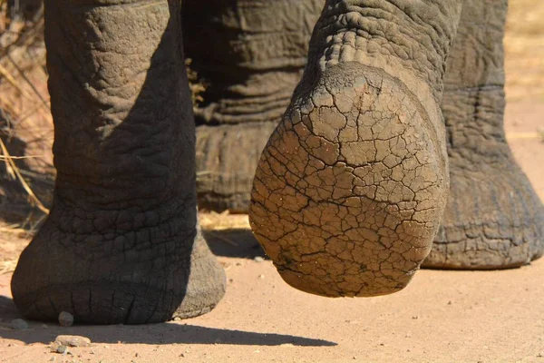 A closeup shot of elephant feet