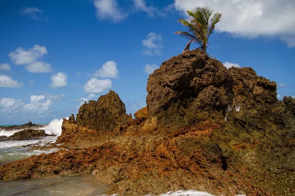 Ein Meeresufer Mit Bemoosten Felsen Und Einer Palme — Stockfoto