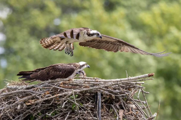 Osprey Kommer Till Nätet Till Familjen — Stockfoto
