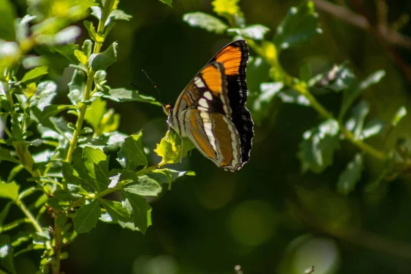 Närbild Kalifornien Syster Eller Adelpha Californica Fjäril Växt — Stockfoto