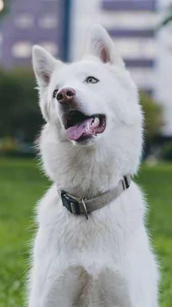 Egy Függőleges Felvétel Egy Vicces Kinézetű Fehér Husky Kutyáról Parkban — Stock Fotó