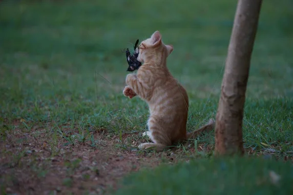 Kleine Baby Tijger Katachtige Kat Spelen Met Broers Moeder — Stockfoto