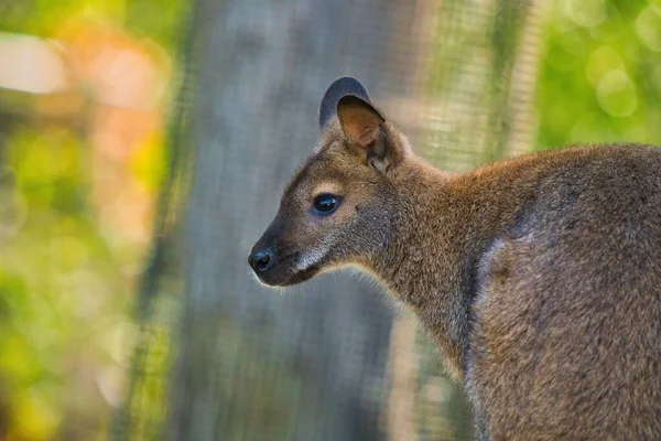 Close Shot Kangaroo Blur — Stock Photo, Image