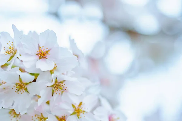Eine Nahaufnahme Spektakulärer Weißer Kirschblüten Mit Bokeh Effekt — Stockfoto