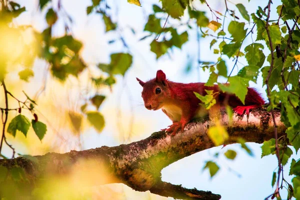 Nahaufnahme Eines Eichhörnchens Auf Dem Ast — Stockfoto