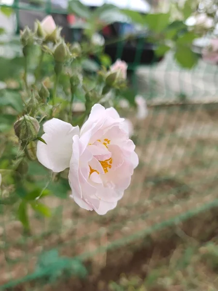 Primo Piano Una Bella Rosa Che Cresce Giardino Una Giornata — Foto Stock