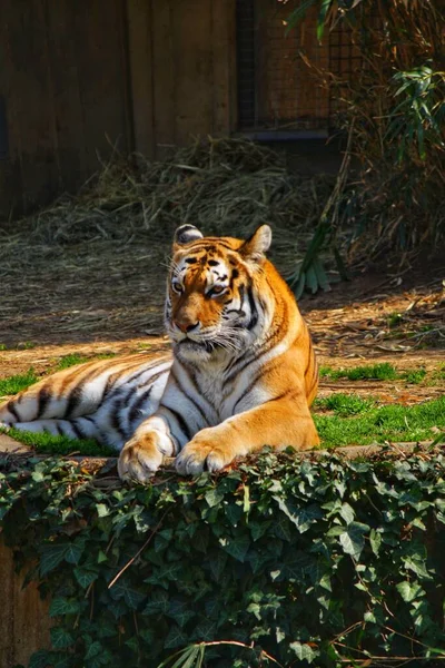 Widok Pionowy Tygrysa Bengalskiego Spoczywającego Trawie Słoneczny Dzień — Zdjęcie stockowe