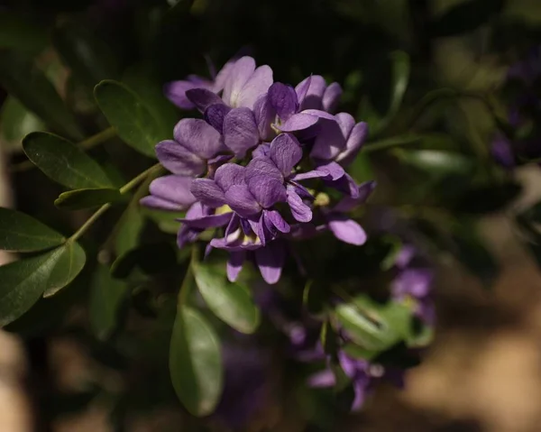 Kvetoucí Květina Horském Stromě Laurel — Stock fotografie