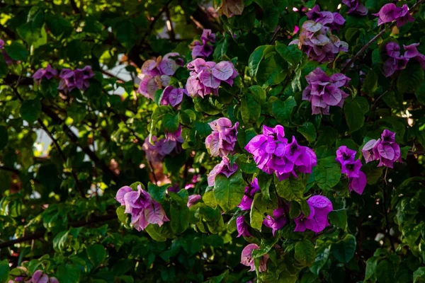 Lila Blomma Växt Trädgården — Stockfoto