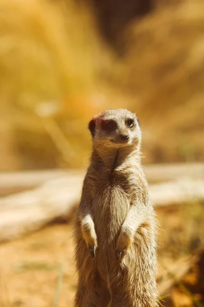 Tiro Close Vertical Meerkat Marrom Parque — Fotografia de Stock